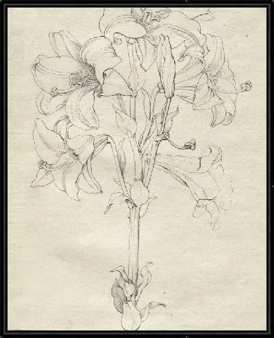 Картина Стебель лилий с шестью цветами