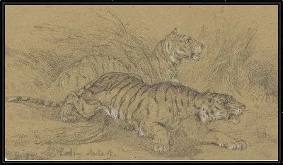 Два тигра ползут по траве