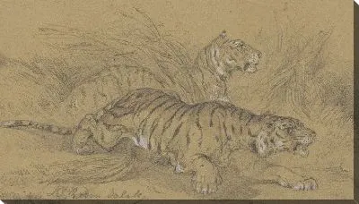 Два тигра ползут по траве