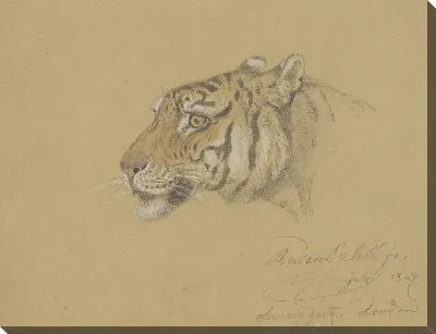 Голова тигра