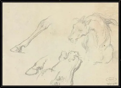 Исследования головы и ног животных