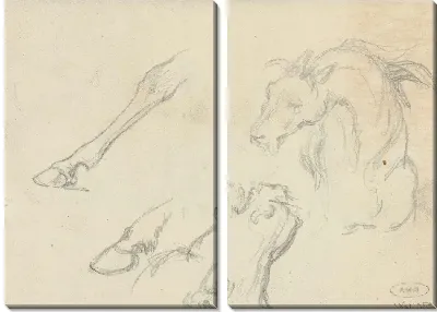 Исследования головы и ног животных