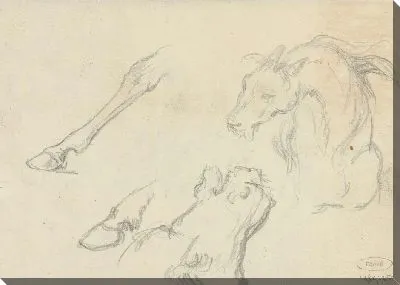 Исследования головы и ног животных