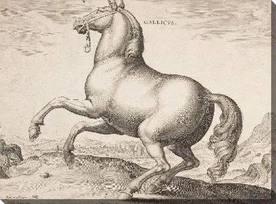 Картина Французская лошадь, из первого набора "Equile Joannis Austriaci"