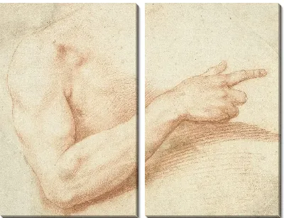 Картина Исследование руки