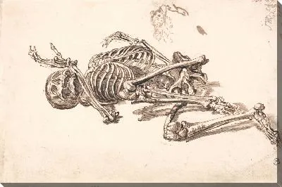 Картина Человеческий скелет