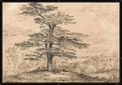 Кедр на подъеме со стадом оленей, сгруппированных под его тенью