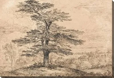 Кедр на подъеме со стадом оленей, сгруппированных под его тенью