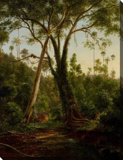 Картина Смоковница на американском ручье возле Вуллонгонга