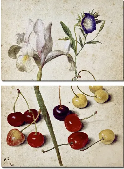 Картина Испанский ирис, утренняя слава и вишня