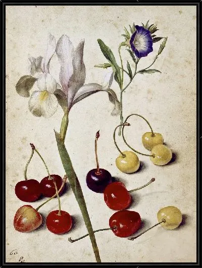 Картина Испанский ирис, утренняя слава и вишня