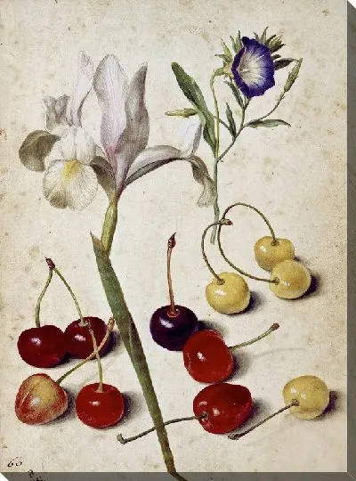 Картина Испанский ирис, утренняя слава и вишня