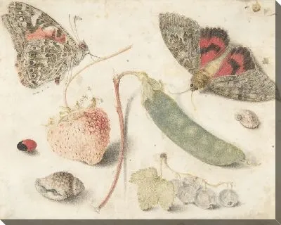 Исследования фруктов, насекомых и скорлупы