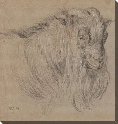 Этюд головы барана