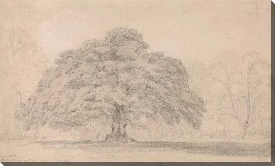 Картина Знаменитое древнее дерево в поместье лорда Багота в Блитфилд-Холле в Стаффордшире