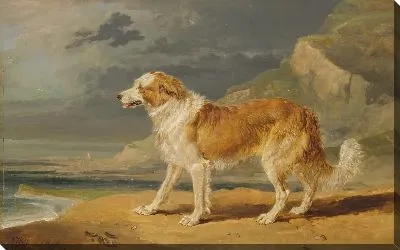 Картина Колли длинношерстный