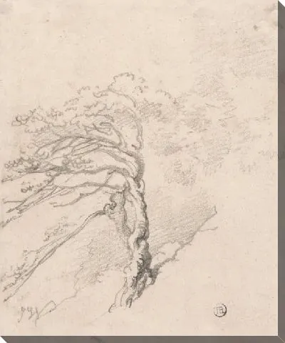 Дерево на склоне