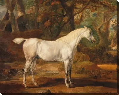 Картина Серый арабский жеребец, собственность сэра Уоткина Уильямса-Уинна