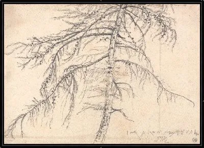 Лиственница