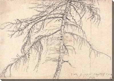 Лиственница