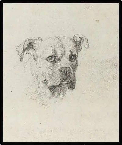 Картина Боксер