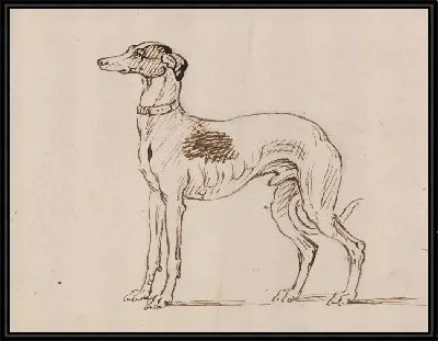 Борзая, выходящая налево