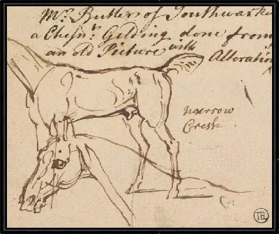 Эскизы мерина