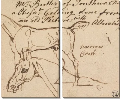 Эскизы мерина