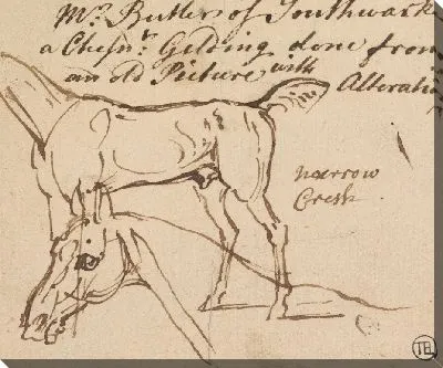 Эскизы мерина