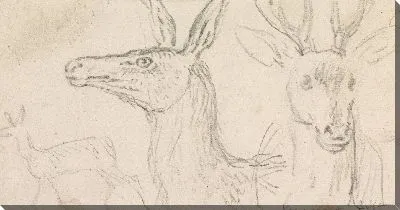 Картина Исследования голов оленей