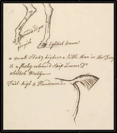 Картина Задние ноги и хвост лошади