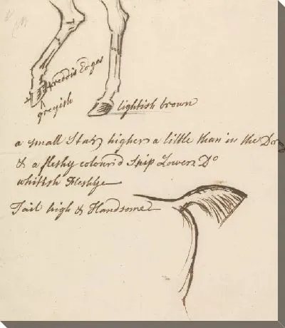 Картина Задние ноги и хвост лошади