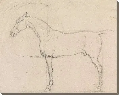 Лошадь в профиль