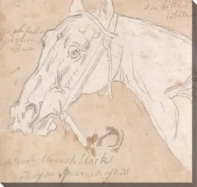 Картина Голова лошади, лицом налево