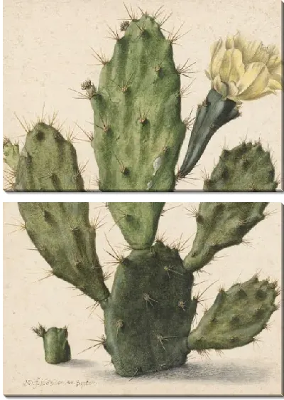 Картина Грушевый кактус в цвету