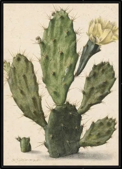 Картина Грушевый кактус в цвету