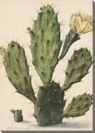 Картина Грушевый кактус в цвету