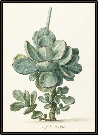 Картина Сочные (семядольные orbiculata?)