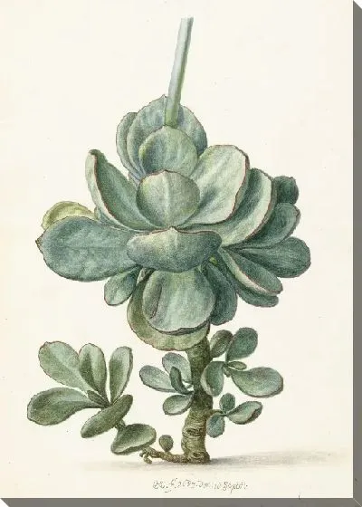 Картина Сочные (семядольные orbiculata?)