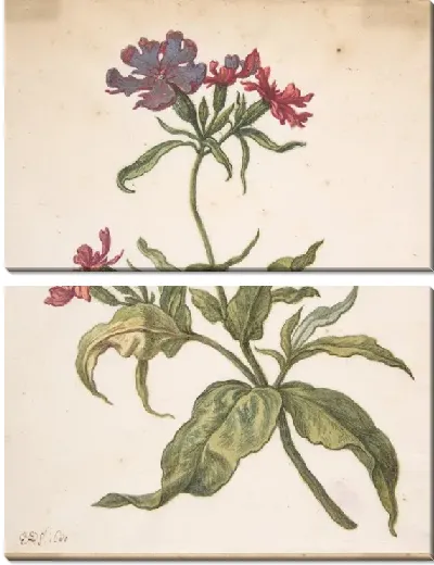 Картина Этюд рыжего ловли (Lychnis hirsuta)