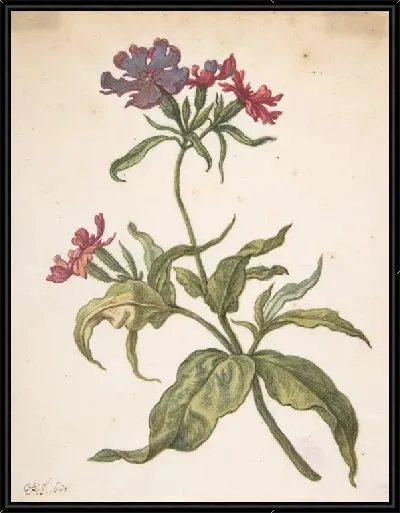 Картина Этюд рыжего ловли (Lychnis hirsuta)