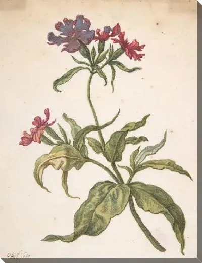 Картина Этюд рыжего ловли (Lychnis hirsuta)