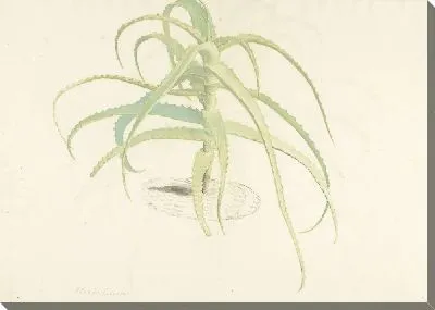 Картина Перфолиата