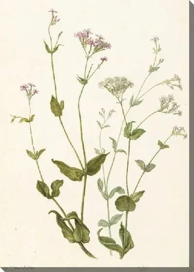 Картина Мочевой пузырь Сенна и липкая ловушка