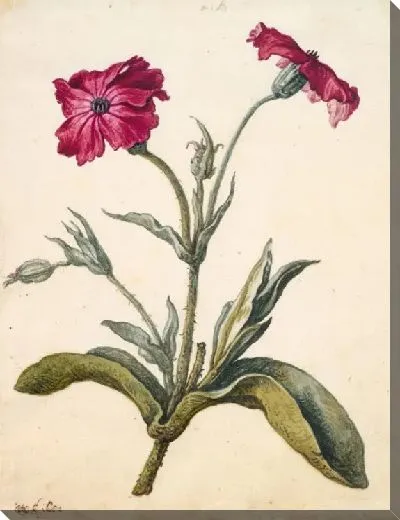 Картина Мюллейн Розовый