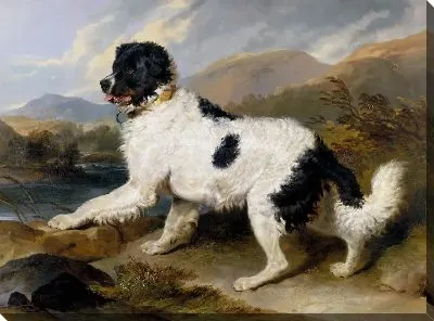 Лев: ньюфаундленд 