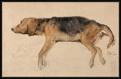 Этюд собаки лежа 