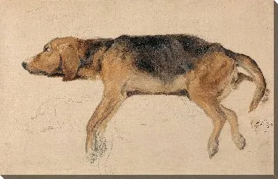 Этюд собаки лежа 
