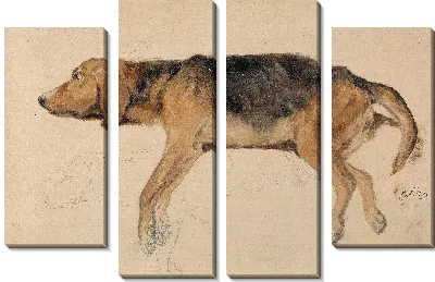 Этюд собаки лежа 