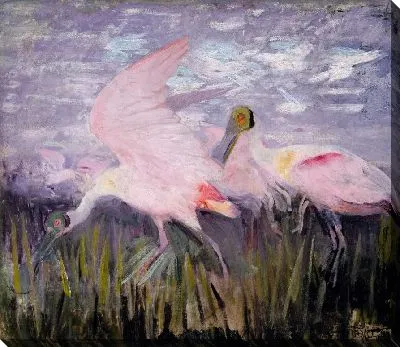 Розовые ложечки, исследование для книги, скрывающей окраску в животном царстве